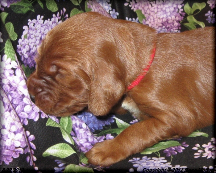 Ginger's Puppies