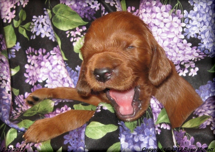 Ginger's Puppies