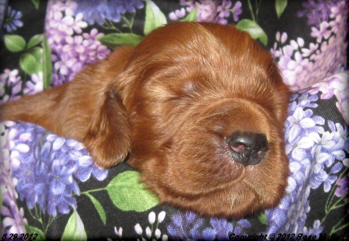 Ginger's Puppies