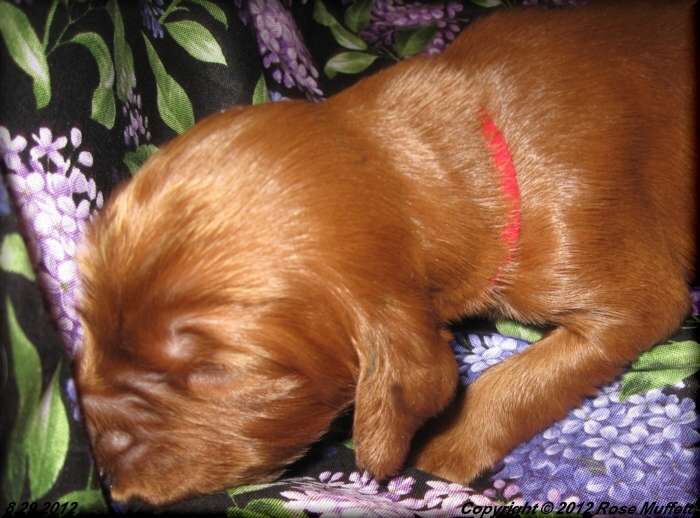 Ginger's Puppies