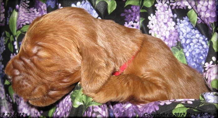 Ginger's Puppies