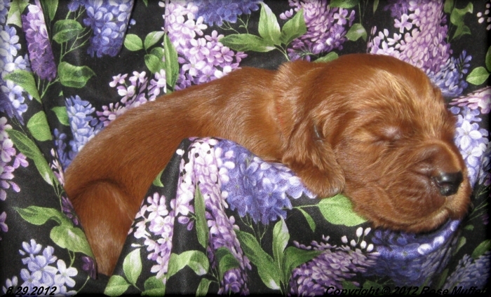 Ginger's Puppies