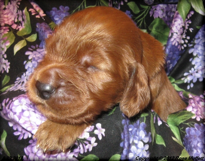 Ginger's Puppies