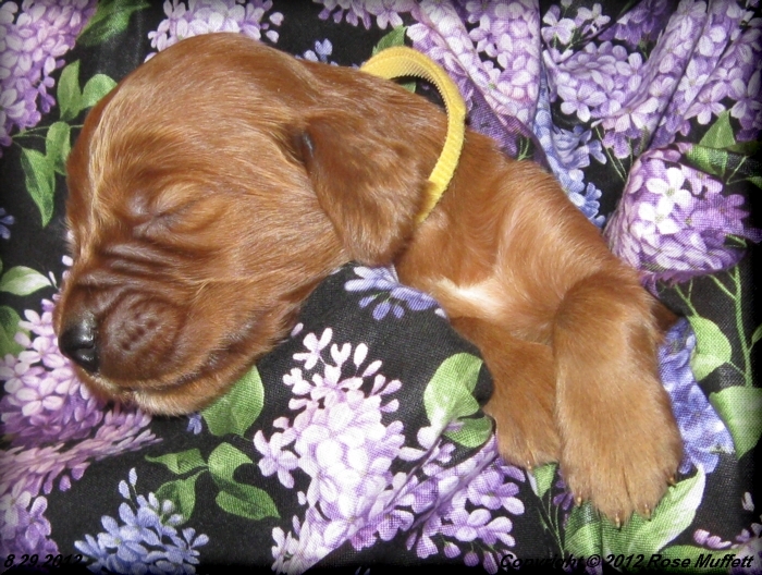 Ginger's Puppies