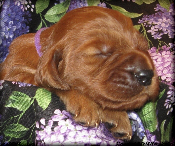 Ginger's Puppies