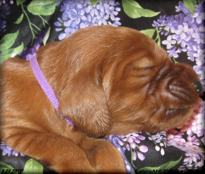 Ginger's Puppies