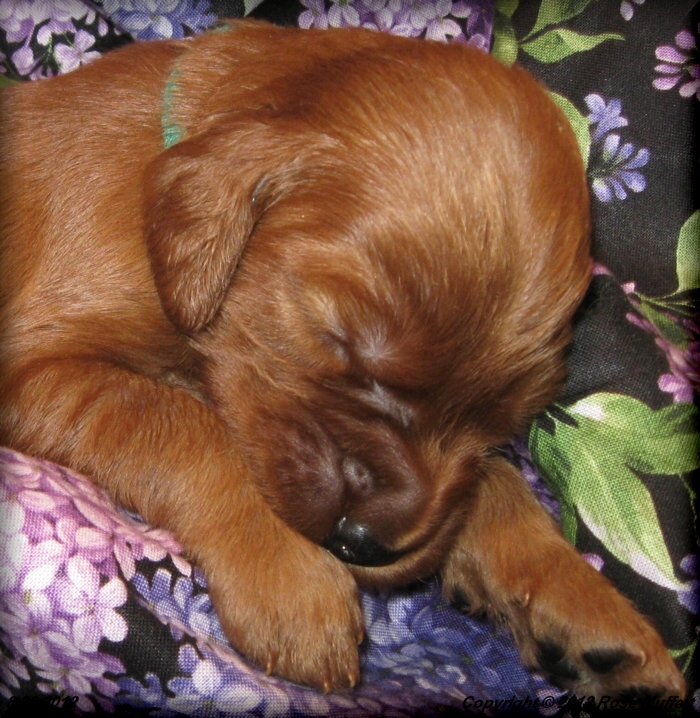Ginger's Puppies