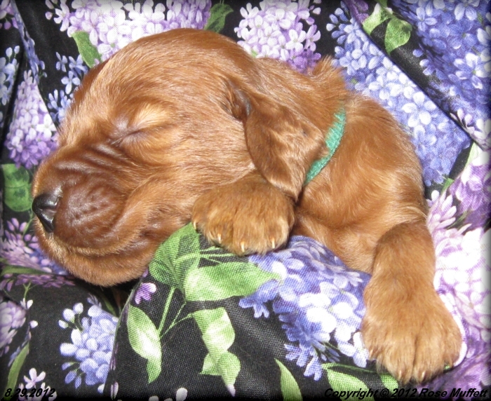 Ginger's Puppies