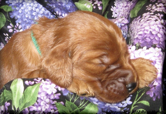 Ginger's Puppies