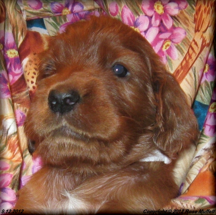 Ginger's Puppies