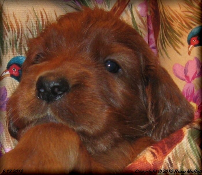 Ginger's Puppies
