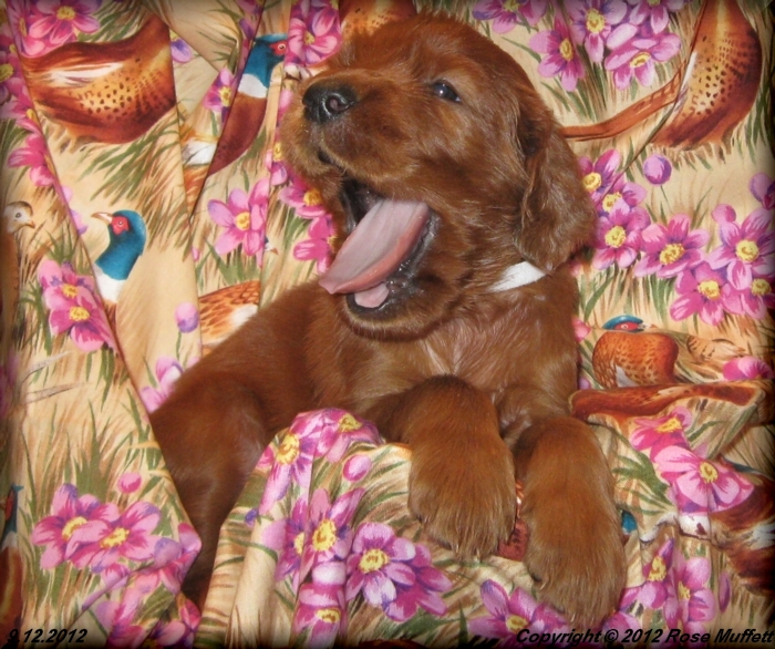 Ginger's Puppies