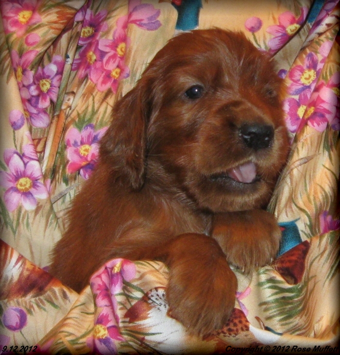 Ginger's Puppies