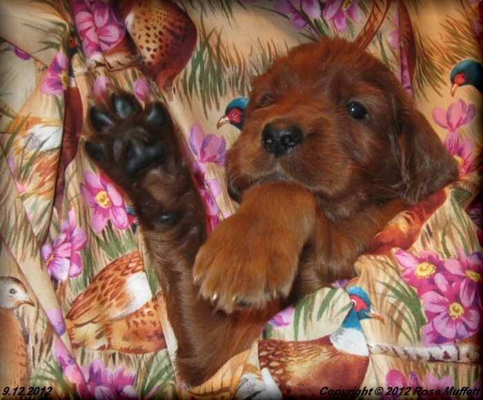 Ginger's Puppies