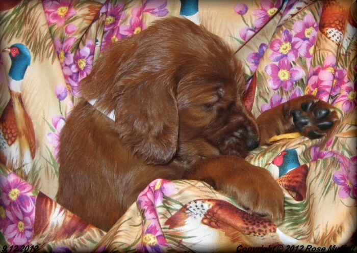 Ginger's Puppies