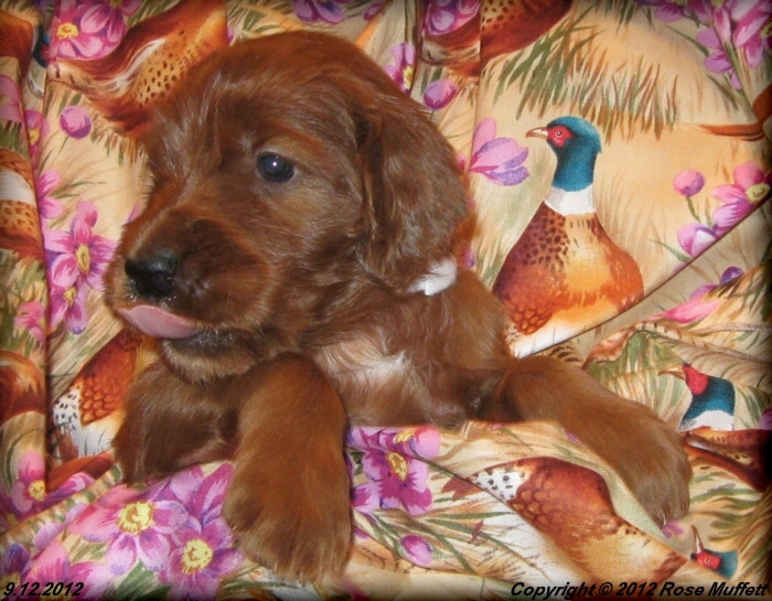 Ginger's Puppies