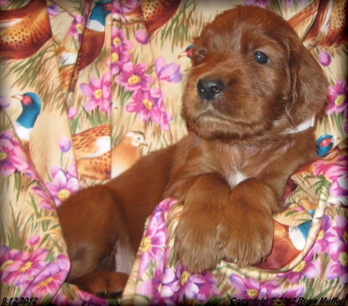 Ginger's Puppies