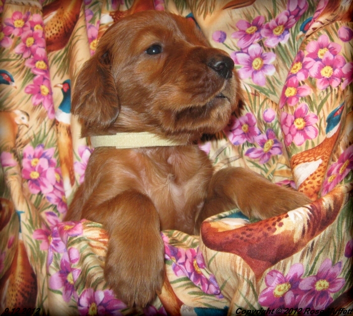 Ginger's Puppies