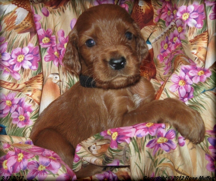 Ginger's Puppies