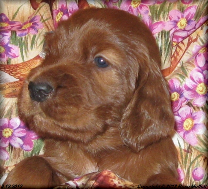 Ginger's Puppies