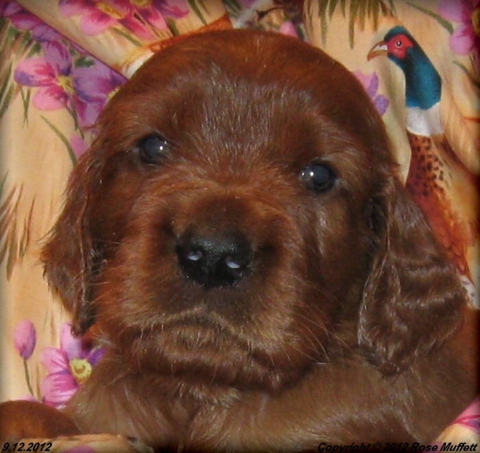 Ginger's Puppies
