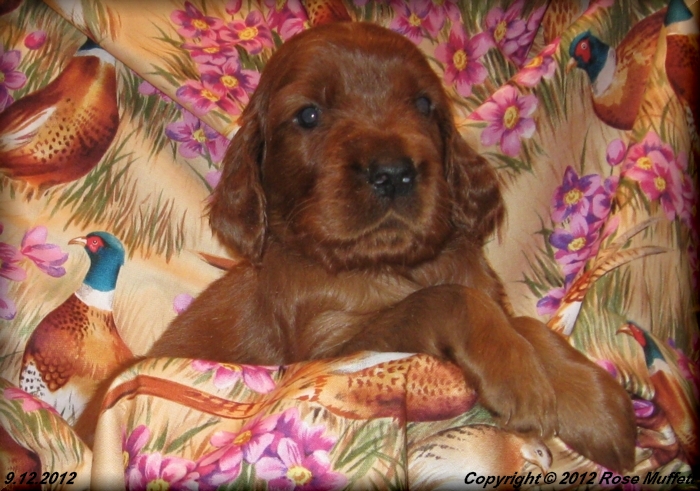 Ginger's Puppies