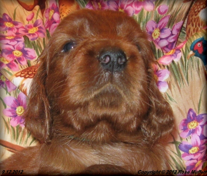 Ginger's Puppies