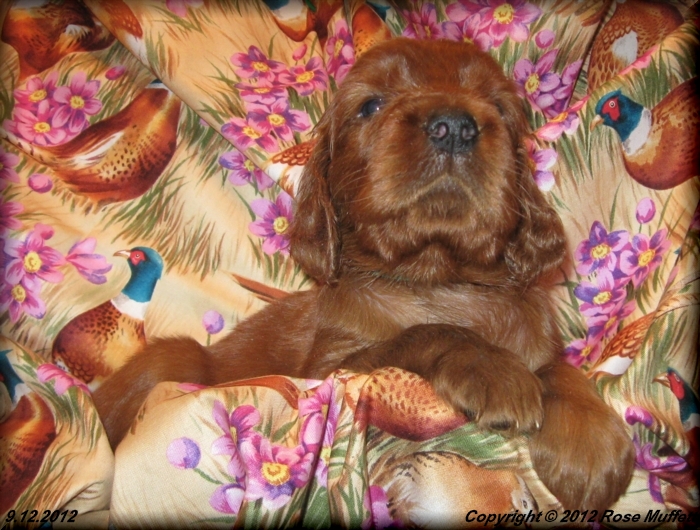 Ginger's Puppies