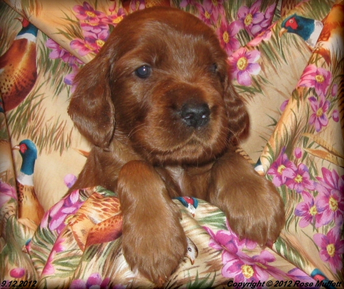 Ginger's Puppies