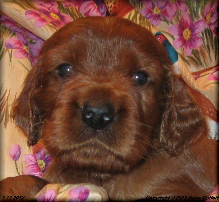 Ginger's Puppies