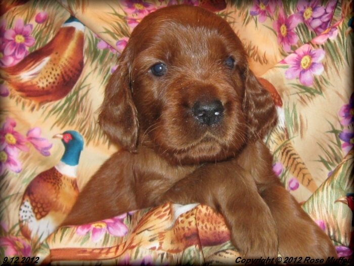 Ginger's Puppies