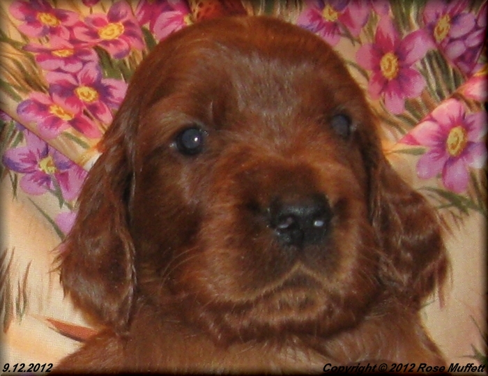 Ginger's Puppies