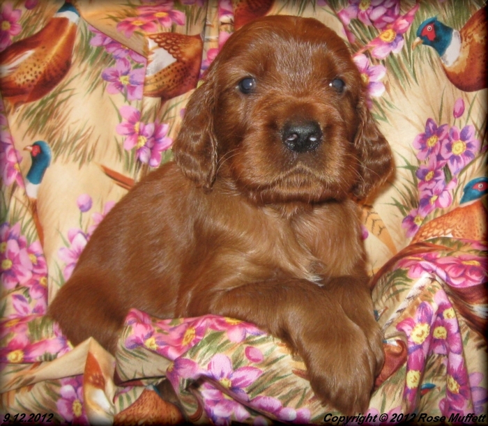 Ginger's Puppies