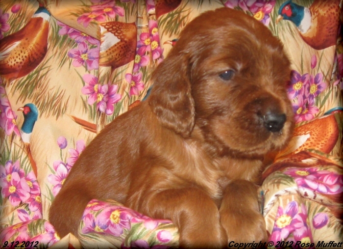 Ginger's Puppies