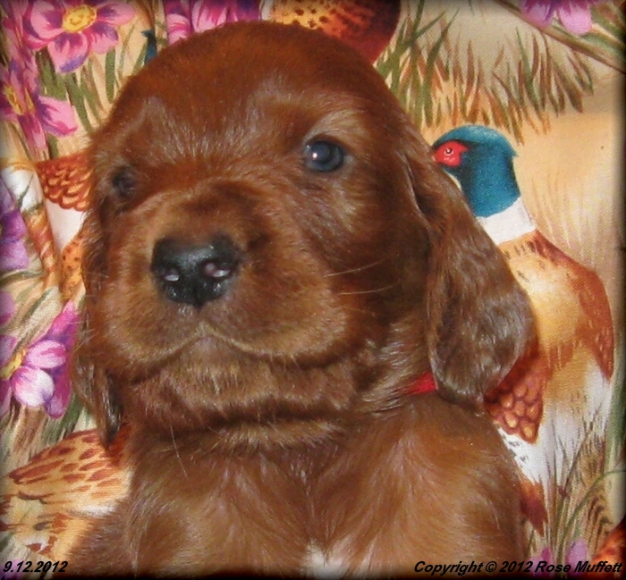 Ginger's Puppies