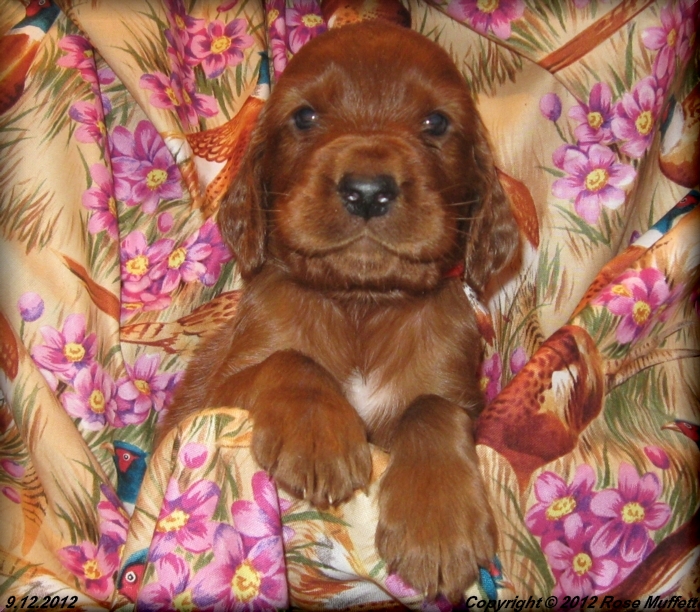 Ginger's Puppies