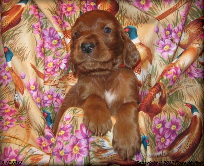Ginger's Puppies