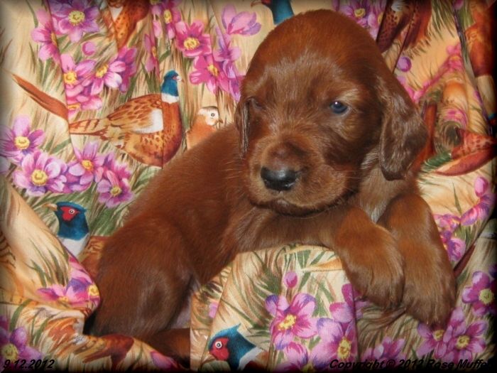 Ginger's Puppies