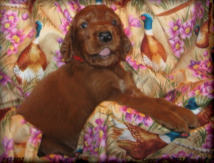 Ginger's Puppies