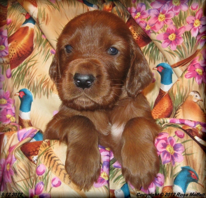 Ginger's Puppies