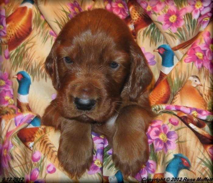 Ginger's Puppies