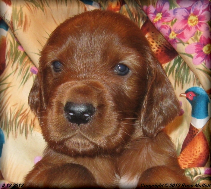 Ginger's Puppies