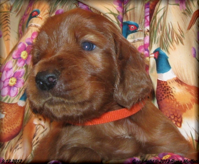 Ginger's Puppies