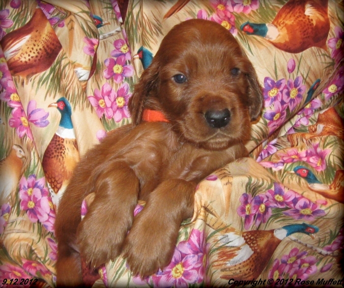 Ginger's Puppies