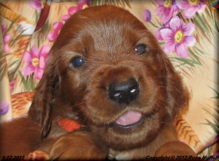 Ginger's Puppies