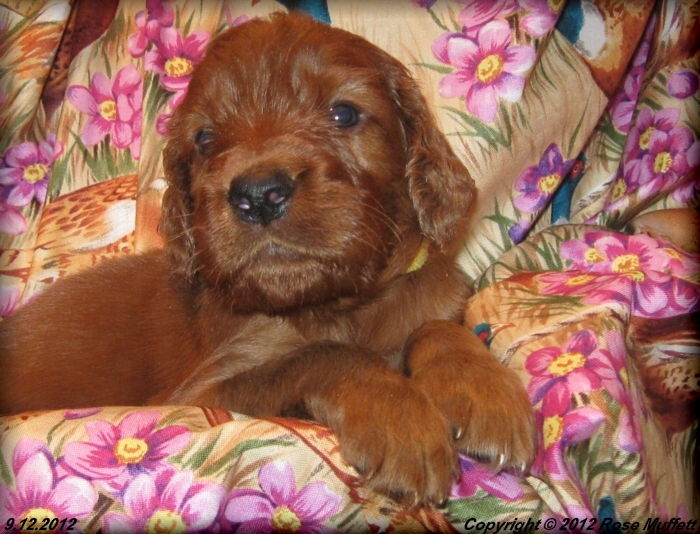 Ginger's Puppies