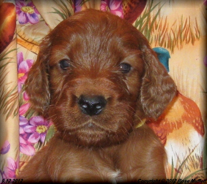 Ginger's Puppies
