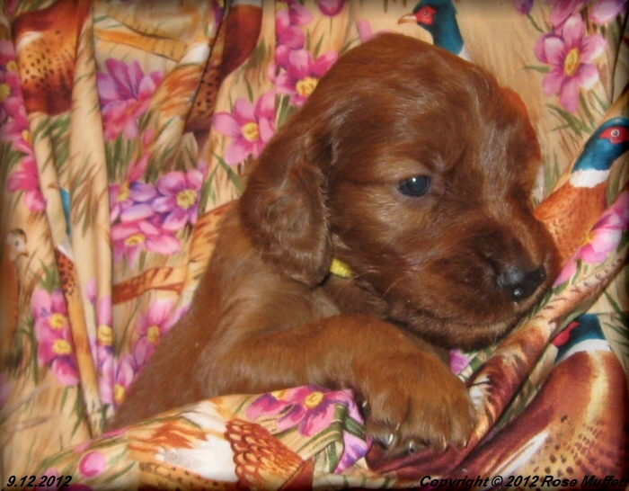 Ginger's Puppies