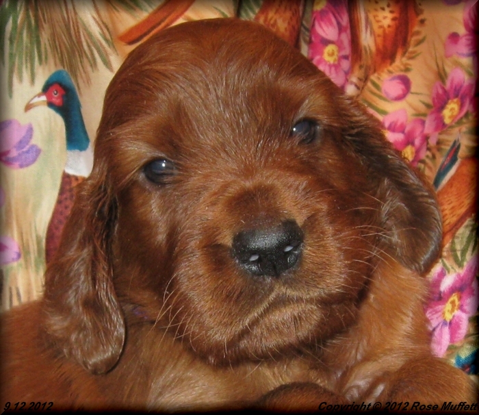Ginger's Puppies