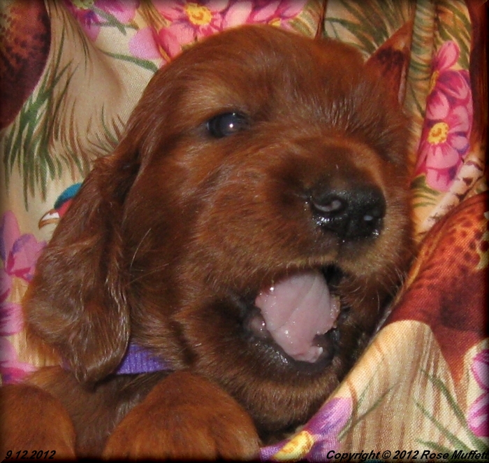Ginger's Puppies
